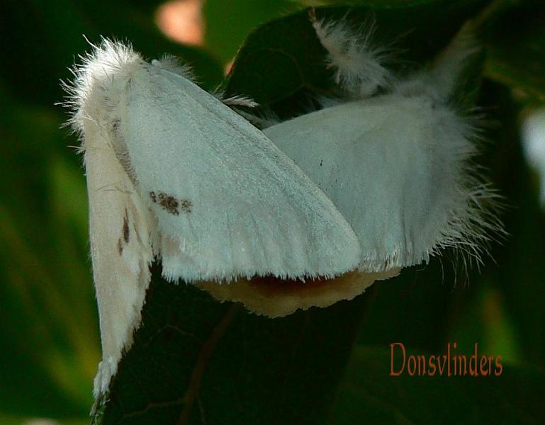 donsvlinders.jpg - Donsvlinder - Euproctis similis in copula