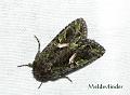Meldevlinder