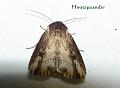 houtspaander