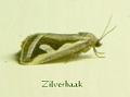 zilverhaak